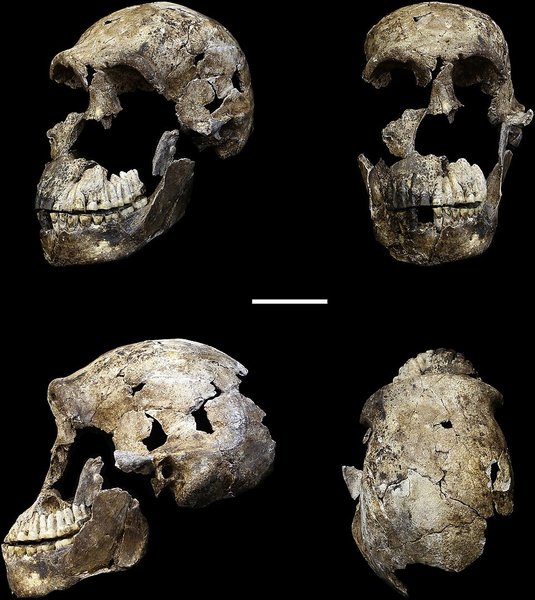 Homo naledi Скелети людей, які жили 300 000 років тому, належать виключно жінкам
